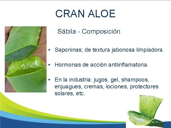 CRAN ALOE Sábila - Composición • Saponinas; de textura jabonosa limpiadora. • Hormonas de