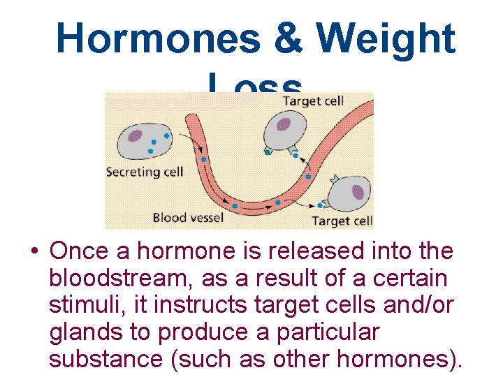 Hormones & Weight Loss • Once a hormone is released into the bloodstream, as