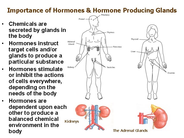 Importance of Hormones & Hormone Producing Glands • Chemicals are secreted by glands in