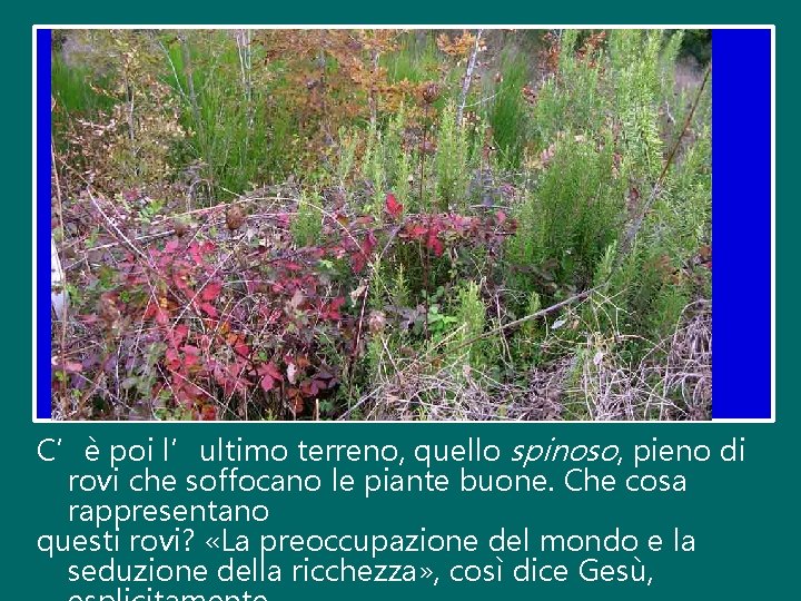 C’è poi l’ultimo terreno, quello spinoso, pieno di rovi che soffocano le piante buone.