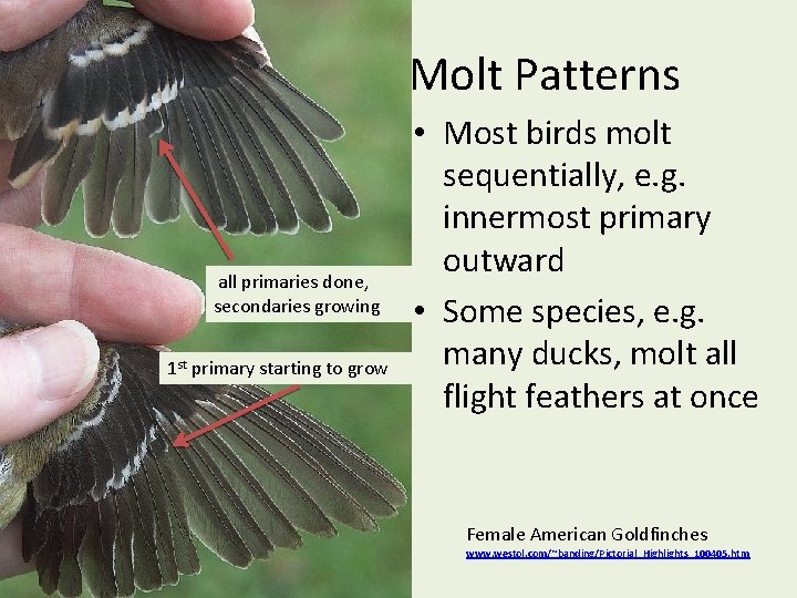 Molt Patterns all primaries done, secondaries growing 1 st primary starting to grow •