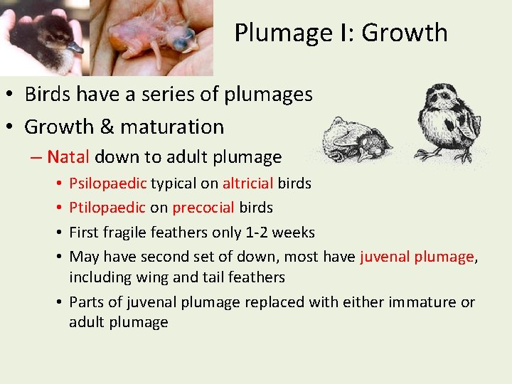 Plumage I: Growth • Birds have a series of plumages • Growth & maturation