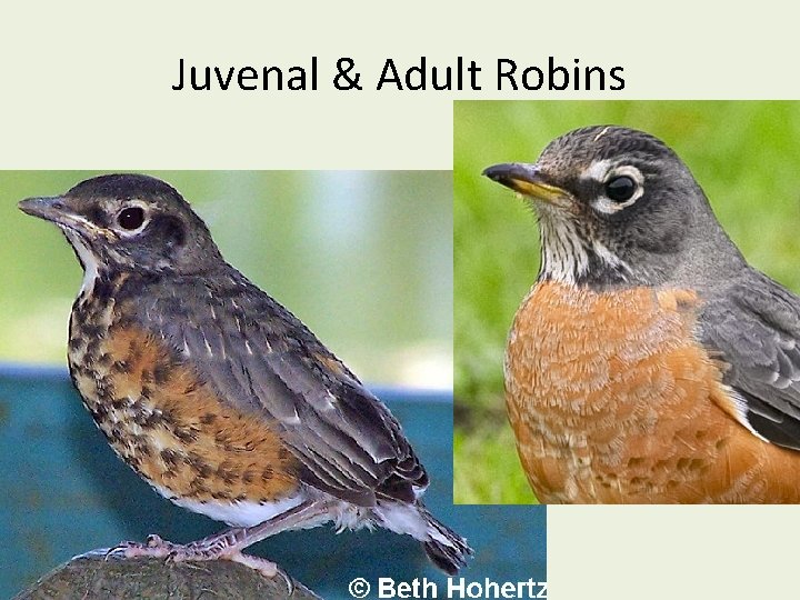 Juvenal & Adult Robins 