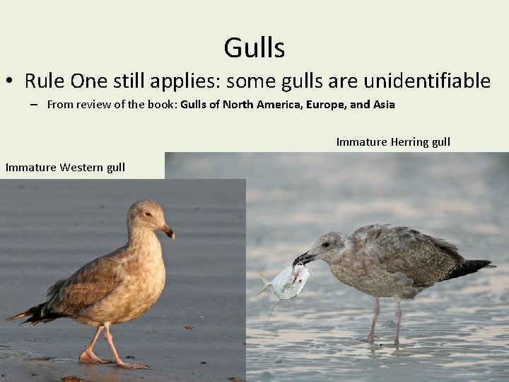 Gulls • Rule One still applies: some gulls are unidentifiable – From review of