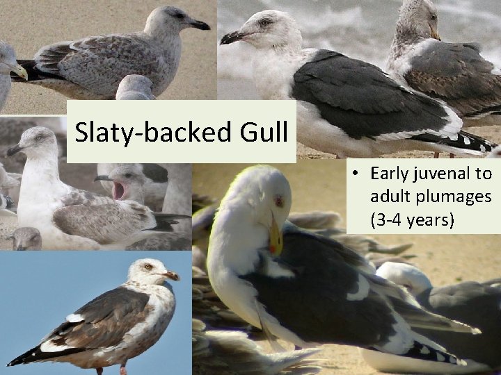 Slaty-backed Gull • Early juvenal to adult plumages (3 -4 years) 