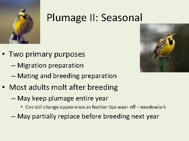 Plumage II: Seasonal • Two primary purposes – Migration preparation – Mating and breeding
