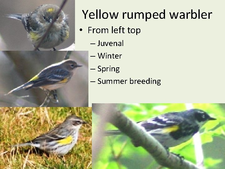 Yellow rumped warbler • From left top – Juvenal – Winter – Spring –