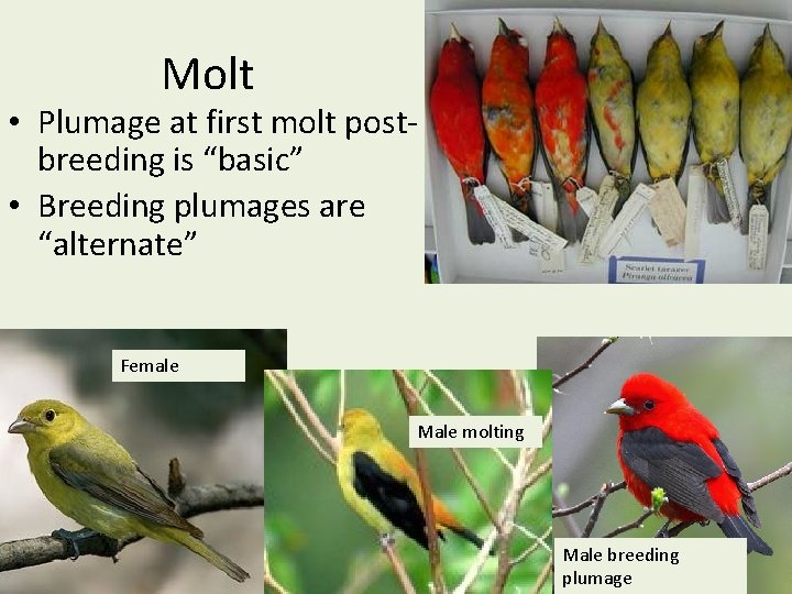 Molt • Plumage at first molt postbreeding is “basic” • Breeding plumages are “alternate”
