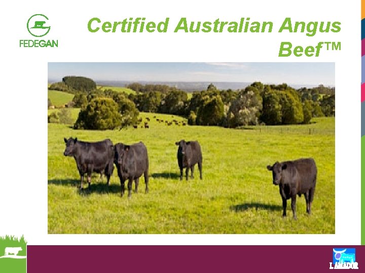 Certified Australian Angus Beef™ 