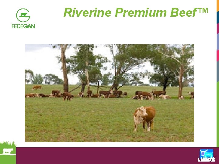 Riverine Premium Beef™ 