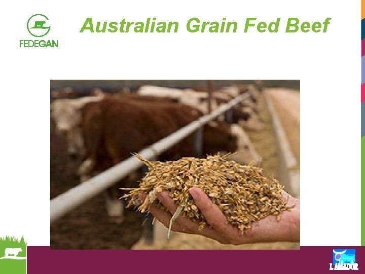 Australian Grain Fed Beef 