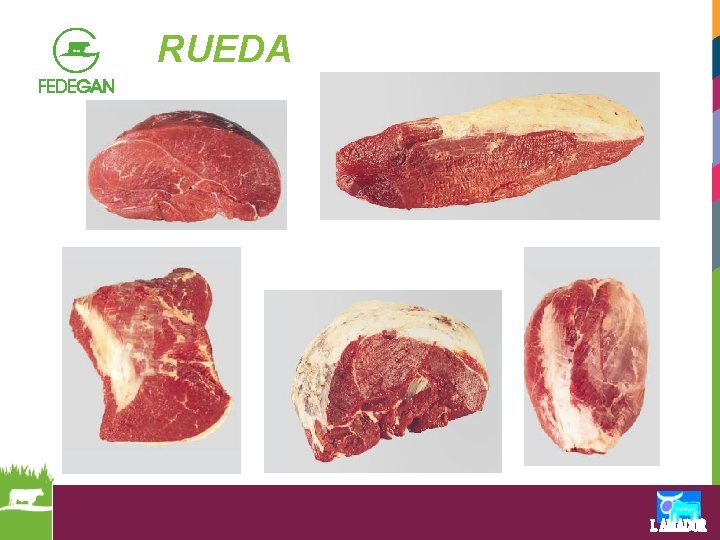 RUEDA 