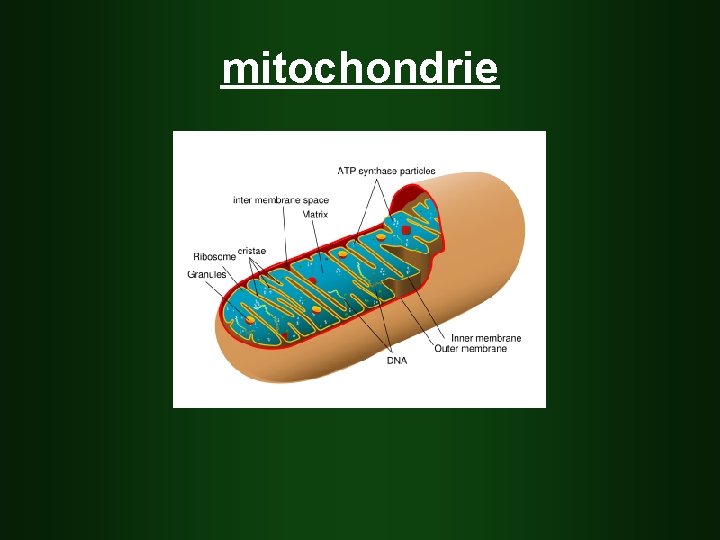 mitochondrie 