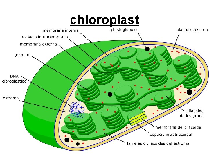 chloroplast 