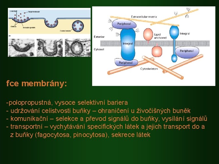 fce membrány: -polopropustná, vysoce selektivní bariera - udržování celistvosti buňky – ohraničení u živočišných