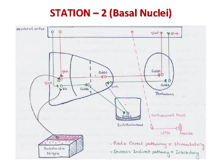 STATION – 2 (Basal Nuclei) 