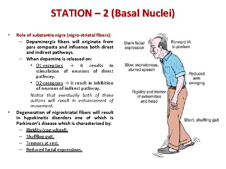 STATION – 2 (Basal Nuclei) • • Role of substantia nigra (nigro-striatal fibers): –