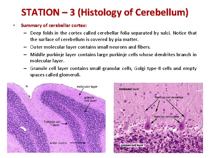 STATION – 3 (Histology of Cerebellum) • Summary of cerebellar cortex: – Deep folds