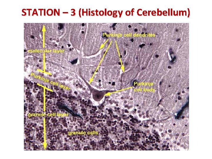 STATION – 3 (Histology of Cerebellum) 