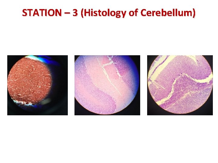 STATION – 3 (Histology of Cerebellum) 