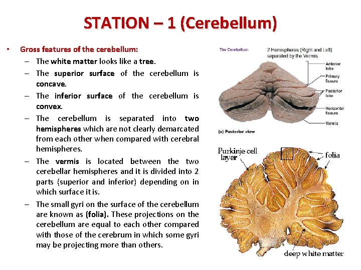 STATION – 1 (Cerebellum) • Gross features of the cerebellum: – The white matter