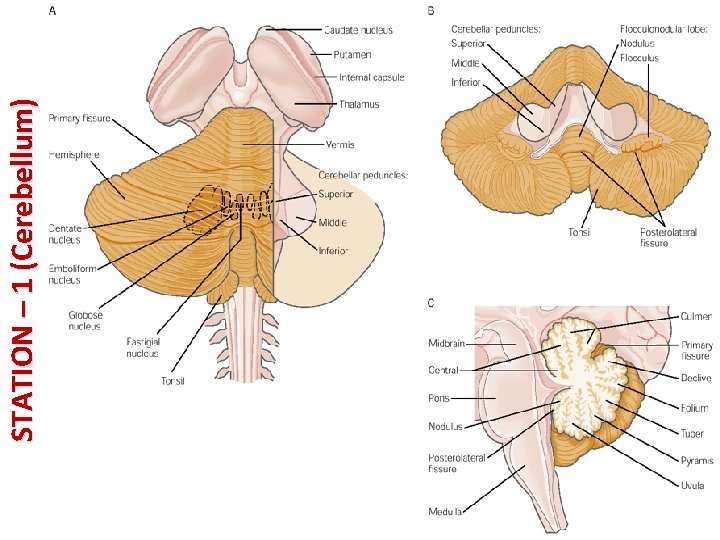 STATION – 1 (Cerebellum) 