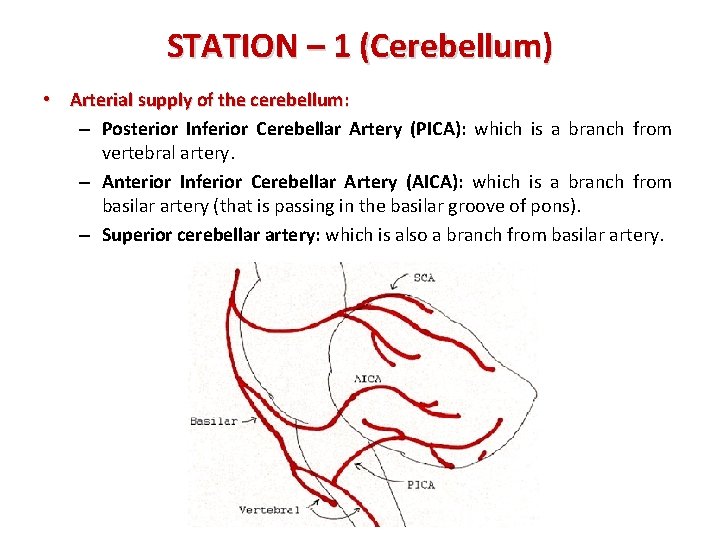 STATION – 1 (Cerebellum) • Arterial supply of the cerebellum: – Posterior Inferior Cerebellar