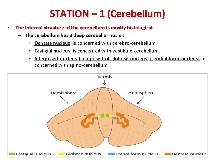 STATION – 1 (Cerebellum) • The internal structure of the cerebellum is mostly histological: