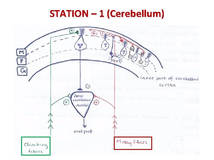 STATION – 1 (Cerebellum) 