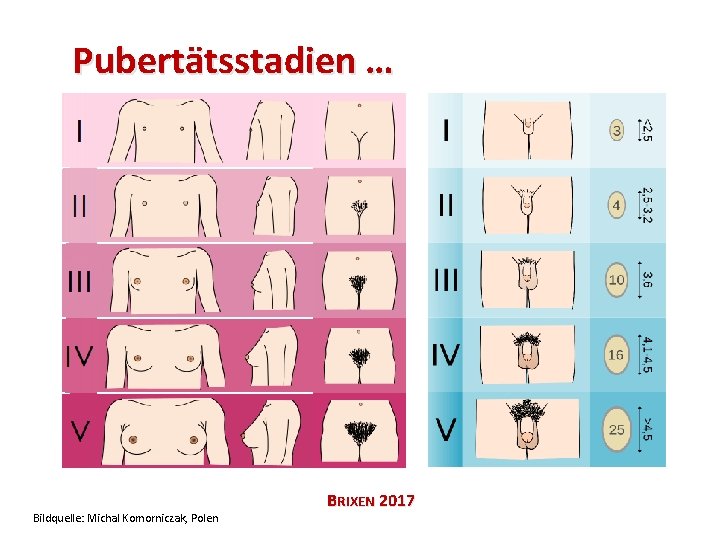 Pubertätsstadien … Bildquelle: Michal Komorniczak, Polen BRIXEN 2017 