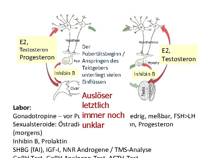 E 2, Testosteron Progesteron Inhibin B Der Pubertätsbeginn / Anspringen des Taktgebers LH, FSH