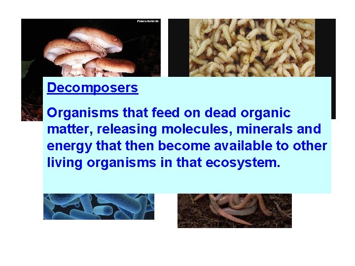 Decomposers Organisms that feed on dead organic matter, releasing molecules, minerals and energy that