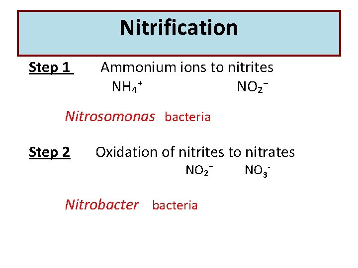Nitrification Step 1 Ammonium ions to nitrites NH₄⁺ NO₂⁻ Nitrosomonas bacteria Step 2 Oxidation