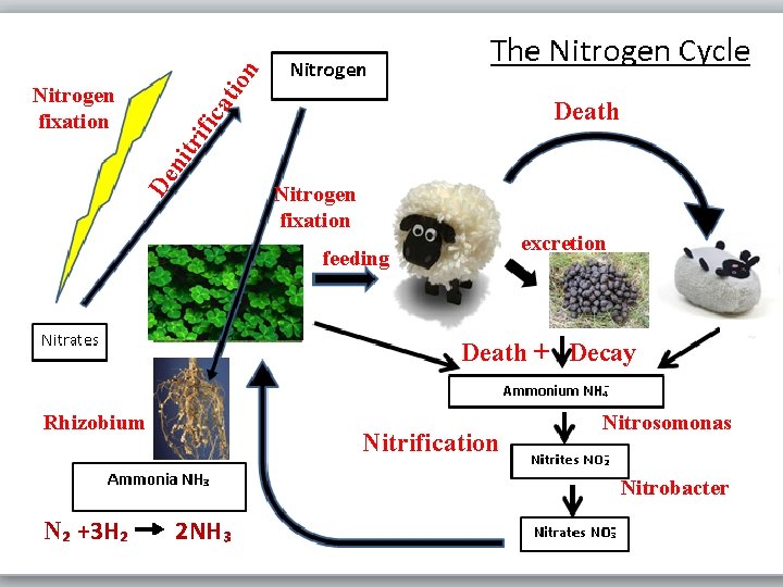 n ifi ca tio Death De n itr Nitrogen fixation excretion feeding Death +