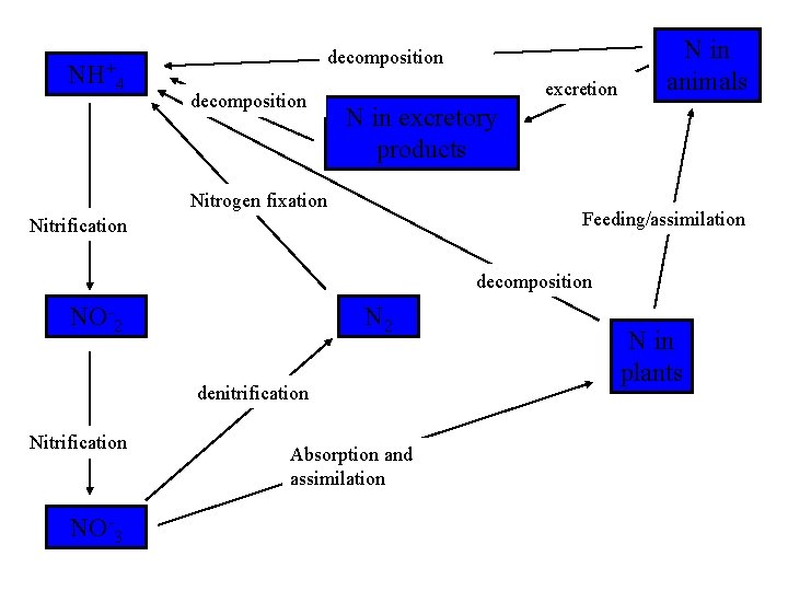 NH+4 decomposition excretion N in animals N in excretory products Nitrogen fixation Feeding/assimilation Nitrification