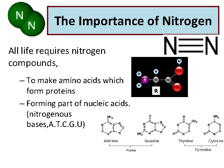 The Importance of Nitrogen All life requires nitrogen compounds, – To make amino acids