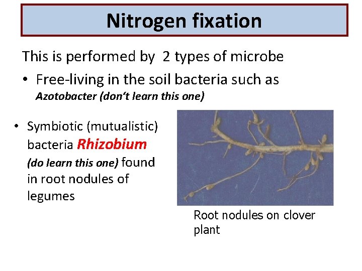 Nitrogen fixation This is performed by 2 types of microbe • Free-living in the