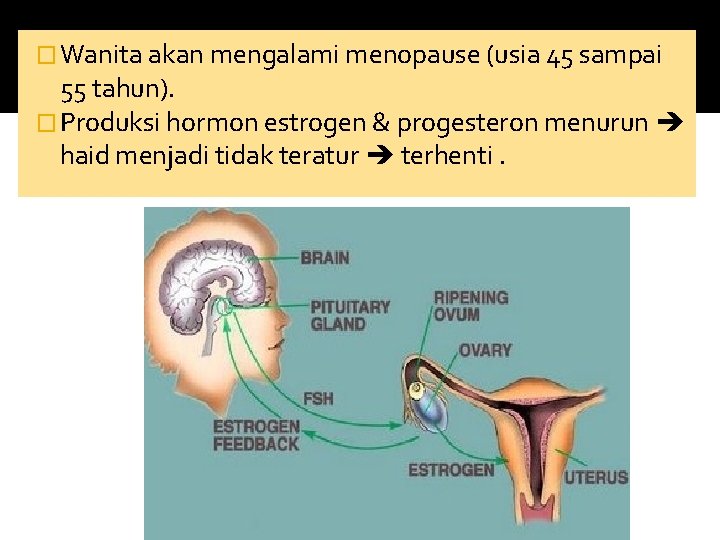 � Wanita akan mengalami menopause (usia 45 sampai 55 tahun). � Produksi hormon estrogen