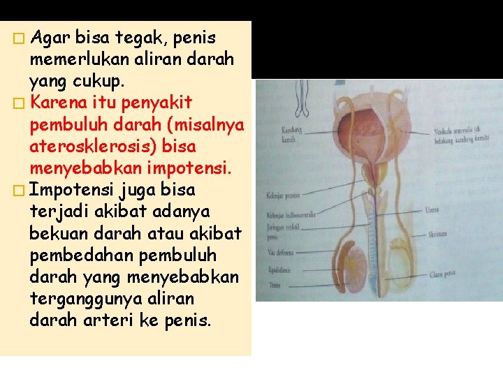 � Agar bisa tegak, penis memerlukan aliran darah yang cukup. � Karena itu penyakit