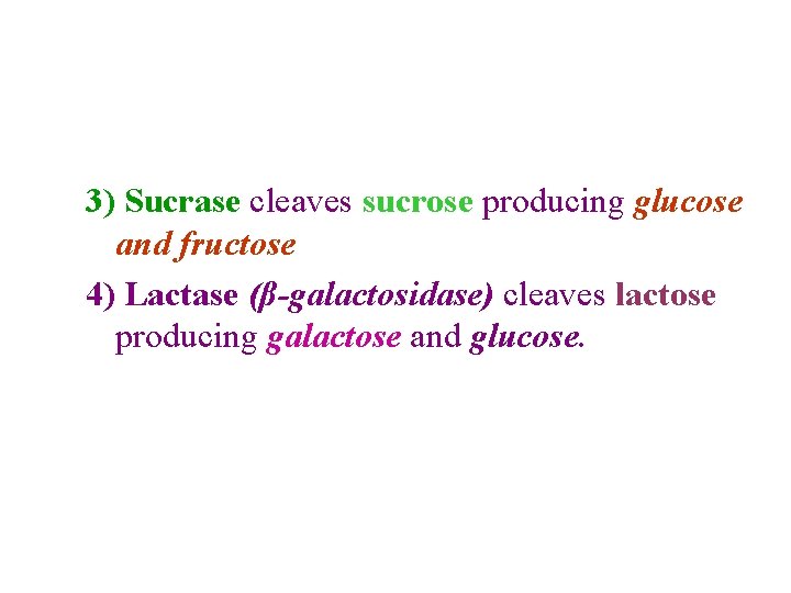 3) Sucrase cleaves sucrose producing glucose and fructose 4) Lactase (β-galactosidase) cleaves lactose producing
