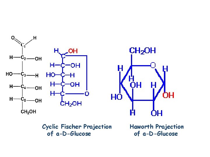 Cyclic Fischer Projection of a-D-Glucose Haworth Projection of a-D-Glucose 