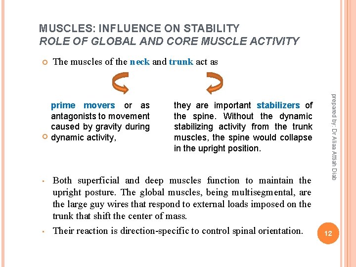 MUSCLES: INFLUENCE ON STABILITY ROLE OF GLOBAL AND CORE MUSCLE ACTIVITY The muscles of