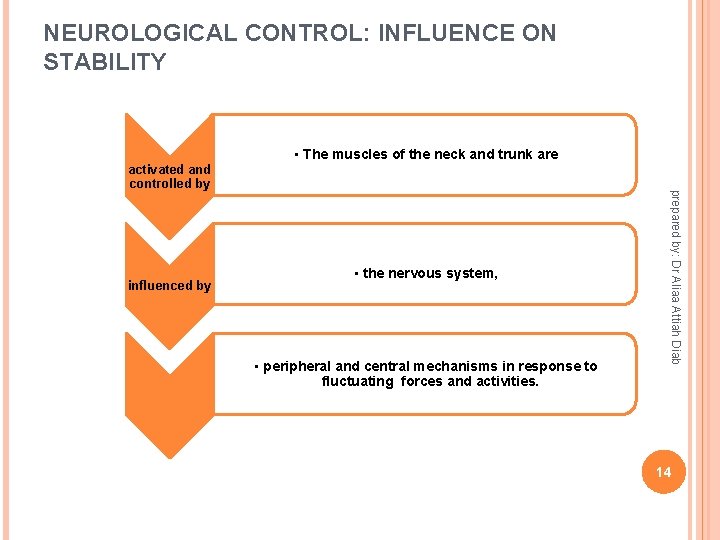 NEUROLOGICAL CONTROL: INFLUENCE ON STABILITY influenced by • the nervous system, • peripheral and