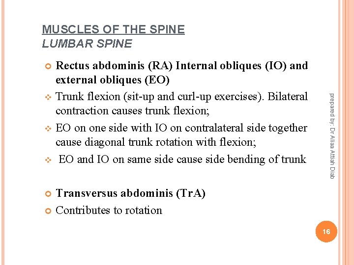 MUSCLES OF THE SPINE LUMBAR SPINE Rectus abdominis (RA) Internal obliques (IO) and external