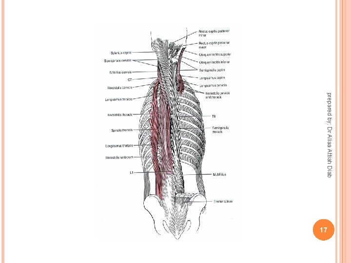  prepared by: Dr Aliaa Attiah Diab 17 