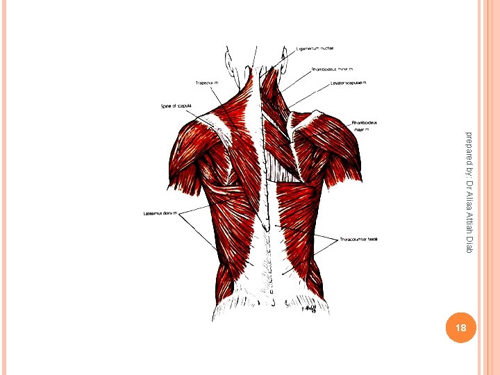 prepared by: Dr Aliaa Attiah Diab 18 