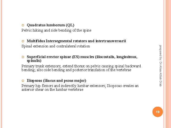 Quadratus lumborum (QL) Pelvic hiking and side bending of the spine Multifidus Intersegmental rotators