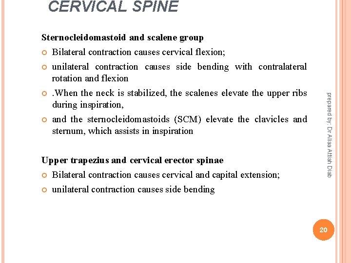 CERVICAL SPINE Sternocleidomastoid and scalene group Bilateral contraction causes cervical flexion; unilateral contraction causes