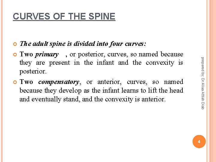 CURVES OF THE SPINE The adult spine is divided into four curves: Two primary