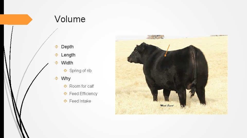 Volume Depth Length Width Spring of rib Why Room for calf Feed Efficiency Feed